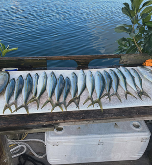 Catching rays and catching fish in Islamorada